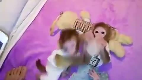 Funny animal baby monkeys