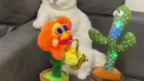 Funny cat