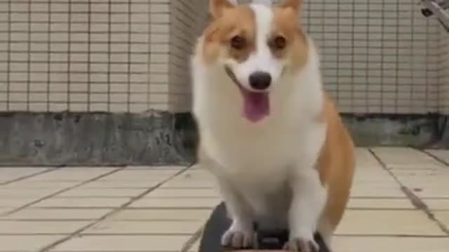 Funny Dog Videos That Will Make You Laugh #221