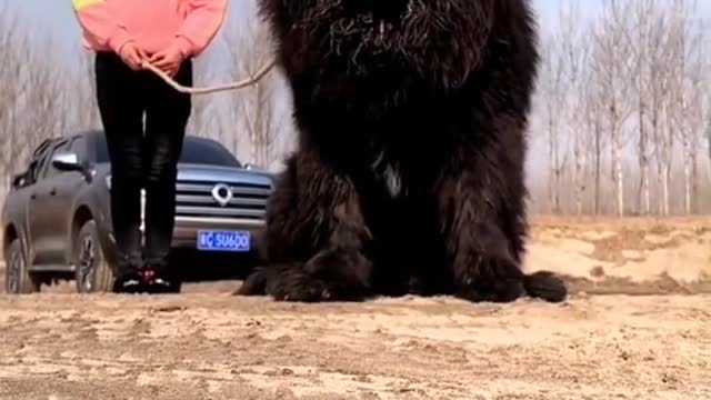 The most ferocious dog Tibetan Mastiff in China