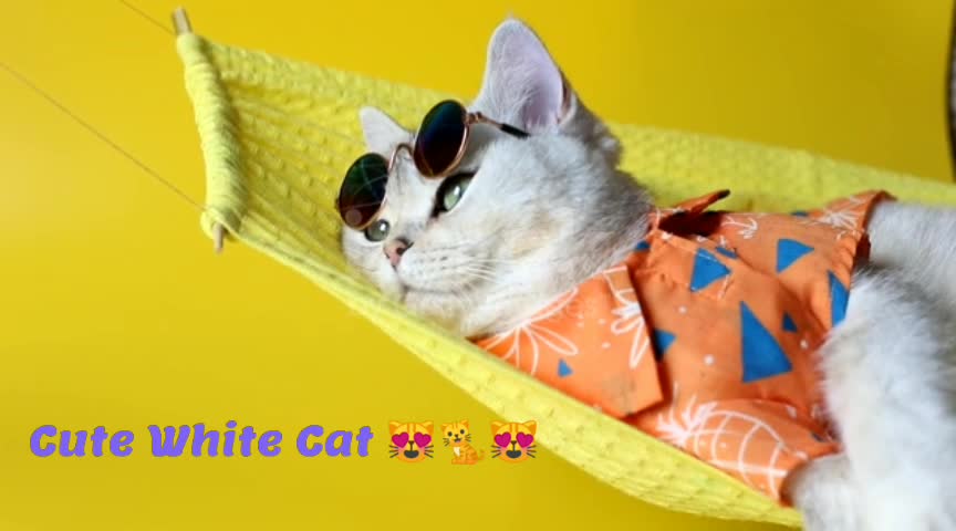 Cute White Cat With Sunglasses 😻🐈😻...!!