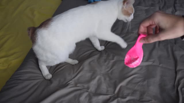 Chapy Cat Playing with his Birthday Balloons