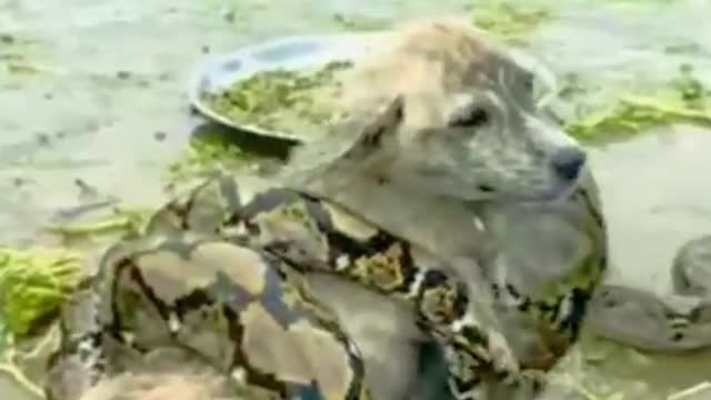 Oh my god how a python snake is holding the dog