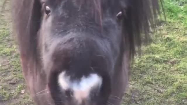 Shetland Pony Enjoys a Tasty Brew