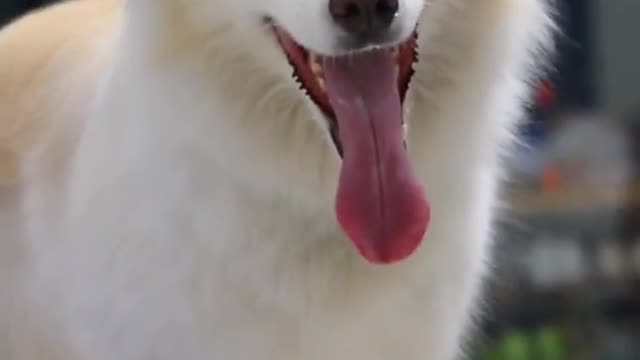 Pup ecstatic to be reunited with owner after 3 months apart