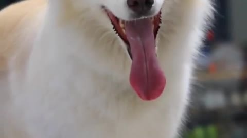 Pup ecstatic to be reunited with owner after 3 months apart