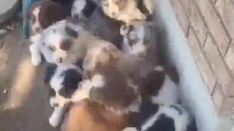 Have you ever seen so many dogs sleeping together?