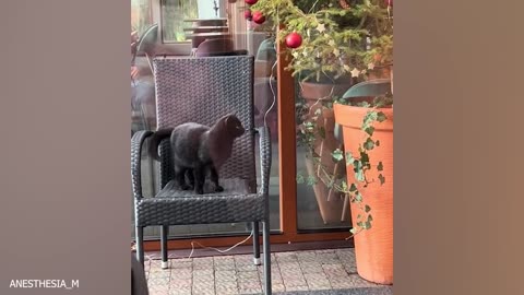 Funny cats and dogs videos 2024.