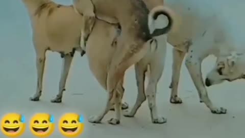 Dog vs dogin | dog sex video