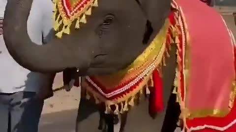 Elephants