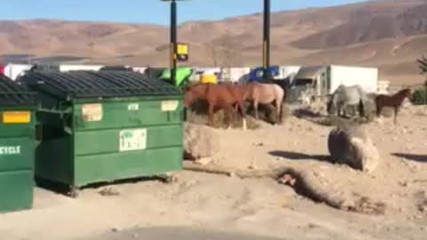 Wild horses at the truck stop in Sparks,NV