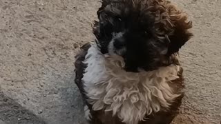 Cutest Puppy Getting To Know The Neighbours