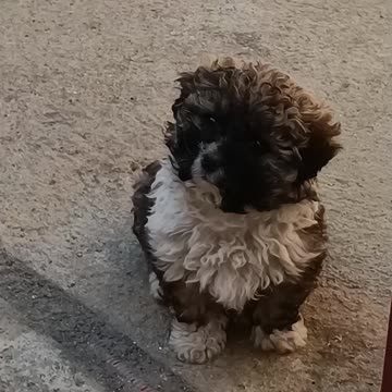 Cutest Puppy Getting To Know The Neighbours