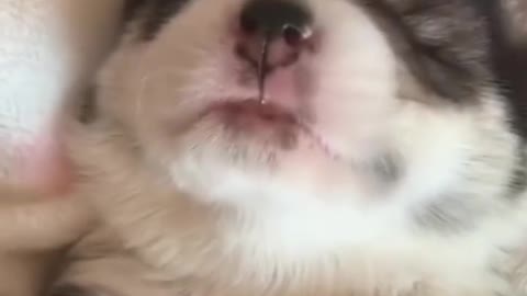 funny animal video