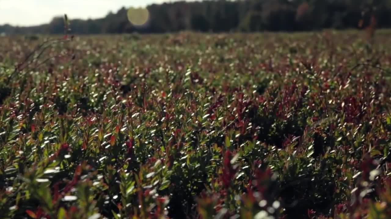CRANBERRY - How Does It Grow