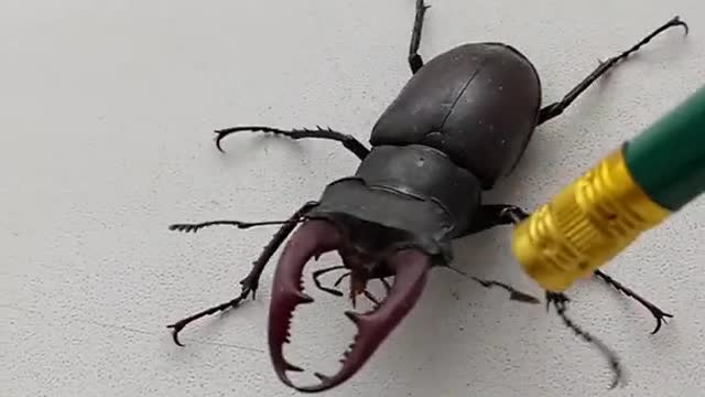 My pet beetle is a deer