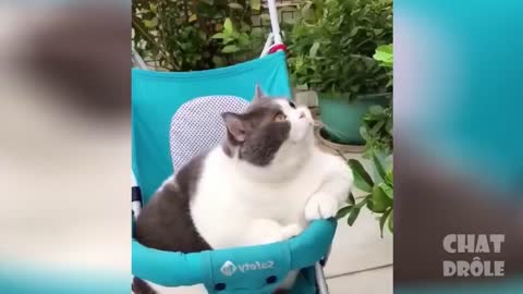 Funny cats videos ever 🐱