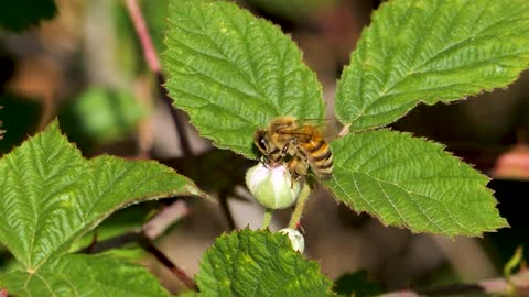 Very beautiful bee 🐝