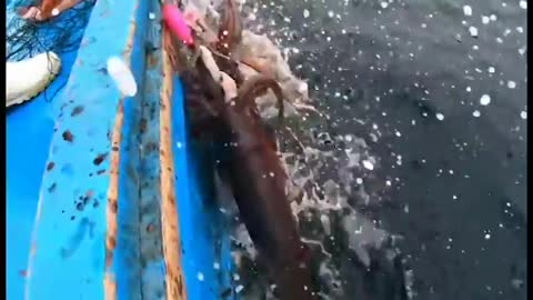 Giant Squid Fishing