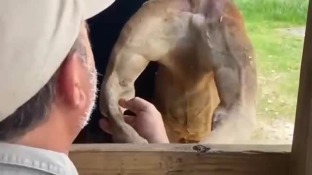 Kangaroo: I'm not to be messed with