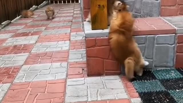 One is music, the other is cats