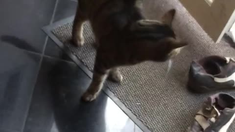 Brown cat keeps "cleaning" area in front of bowl