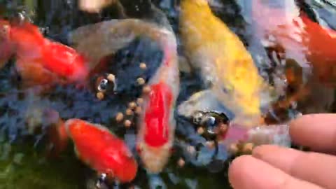 Most Beautiful fishes amazing colorful #Viral