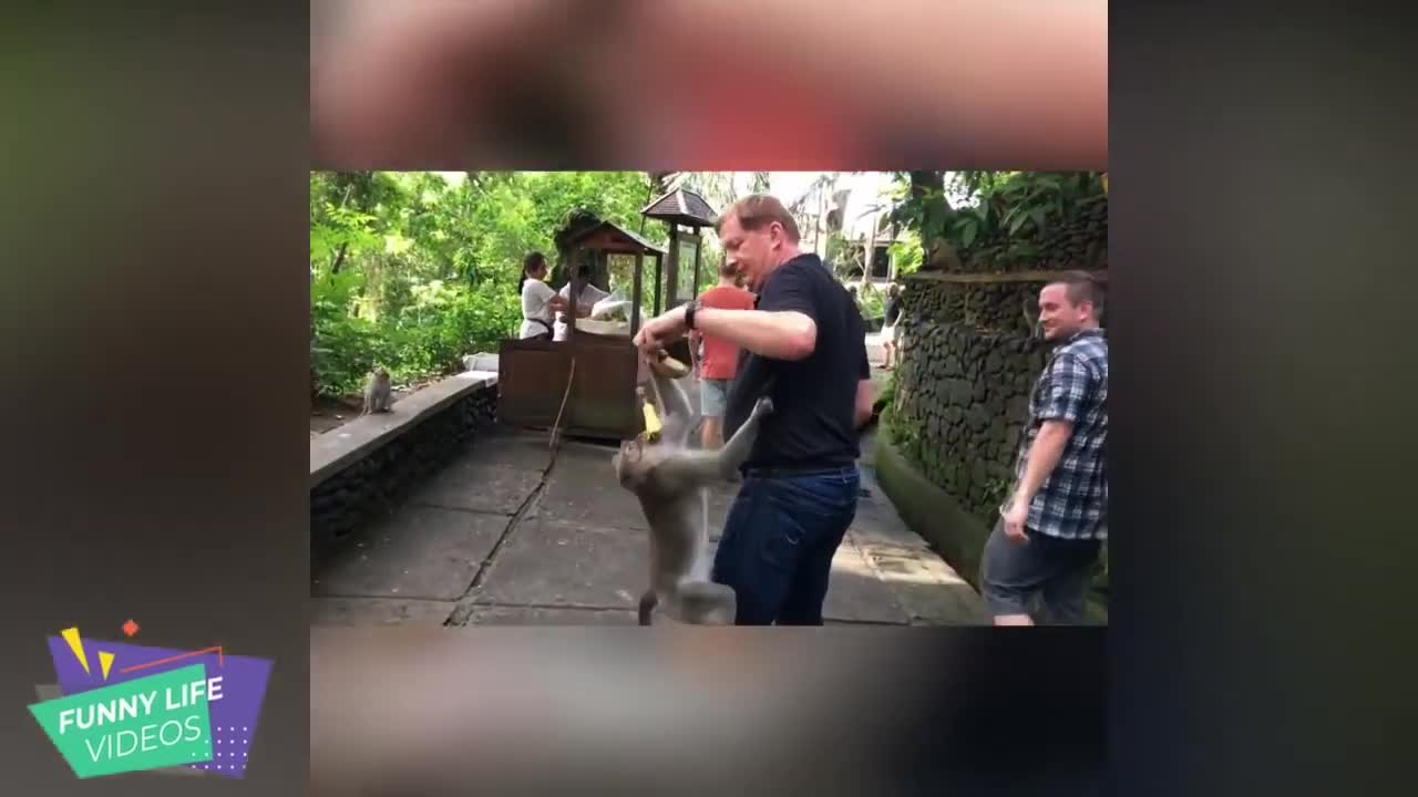 Cute mongkey its very funny video compilation