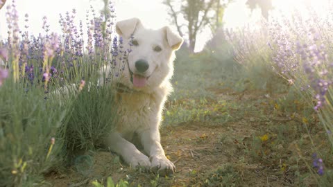 The dog is resting in the grass