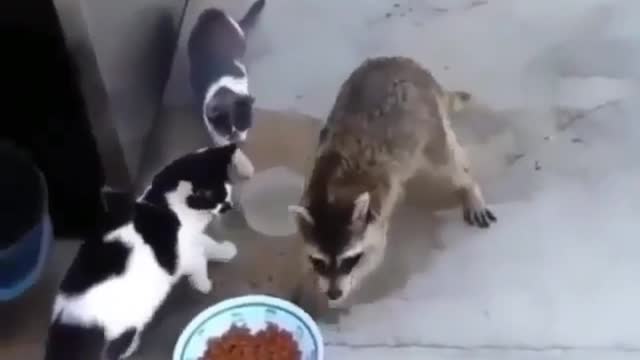 Funny Animal Videos