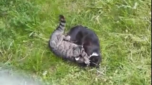 most hilarious cats on the internet