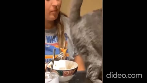 Must watch. This happens when mom does not give food to cat.🤮🤮