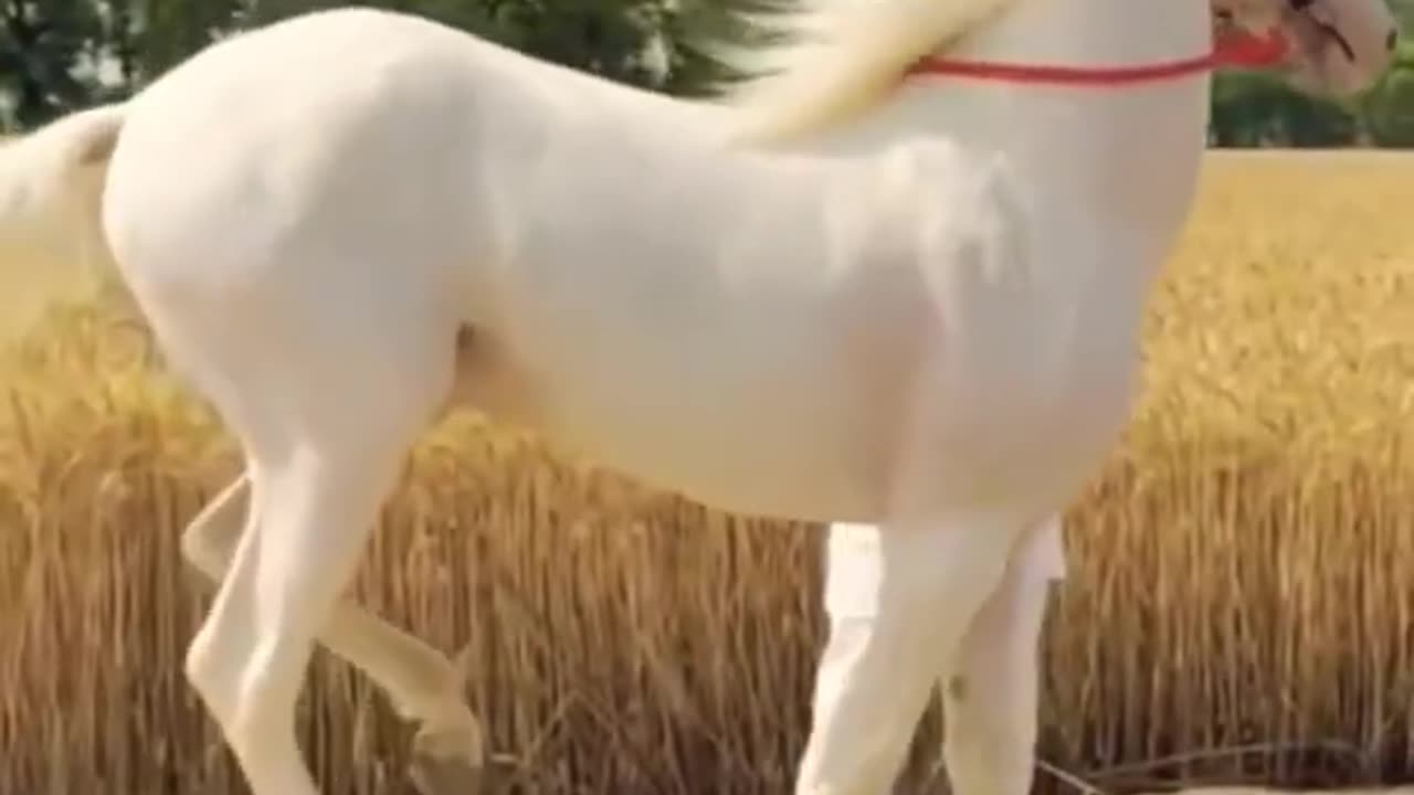 Horse video|| Marwari horse video||#horse #shorts #trending #youtubeshorts #short#shots#marwari