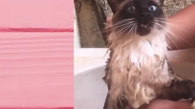 cat talking while in the shower