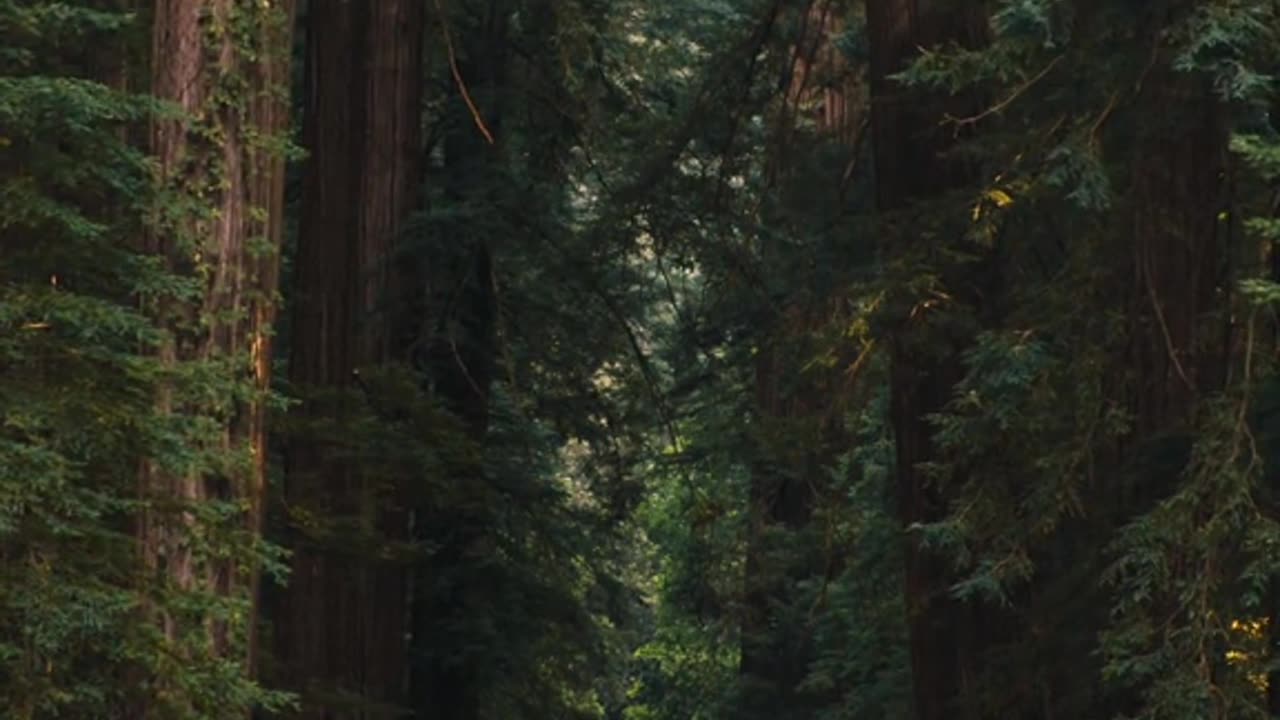 Driving past the worlds tallest trees.