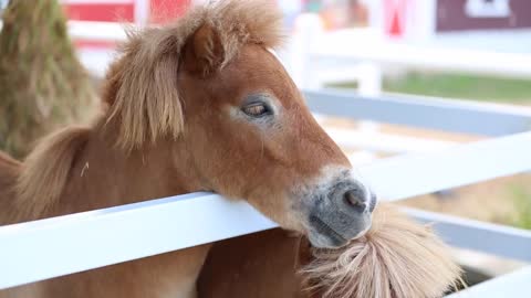 Pony horse in farm