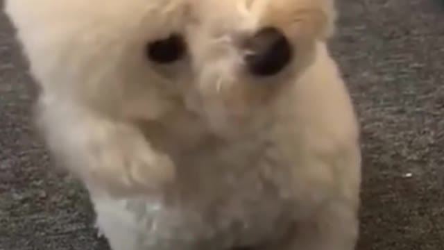 Puppy mimics the sound of an Ambulance