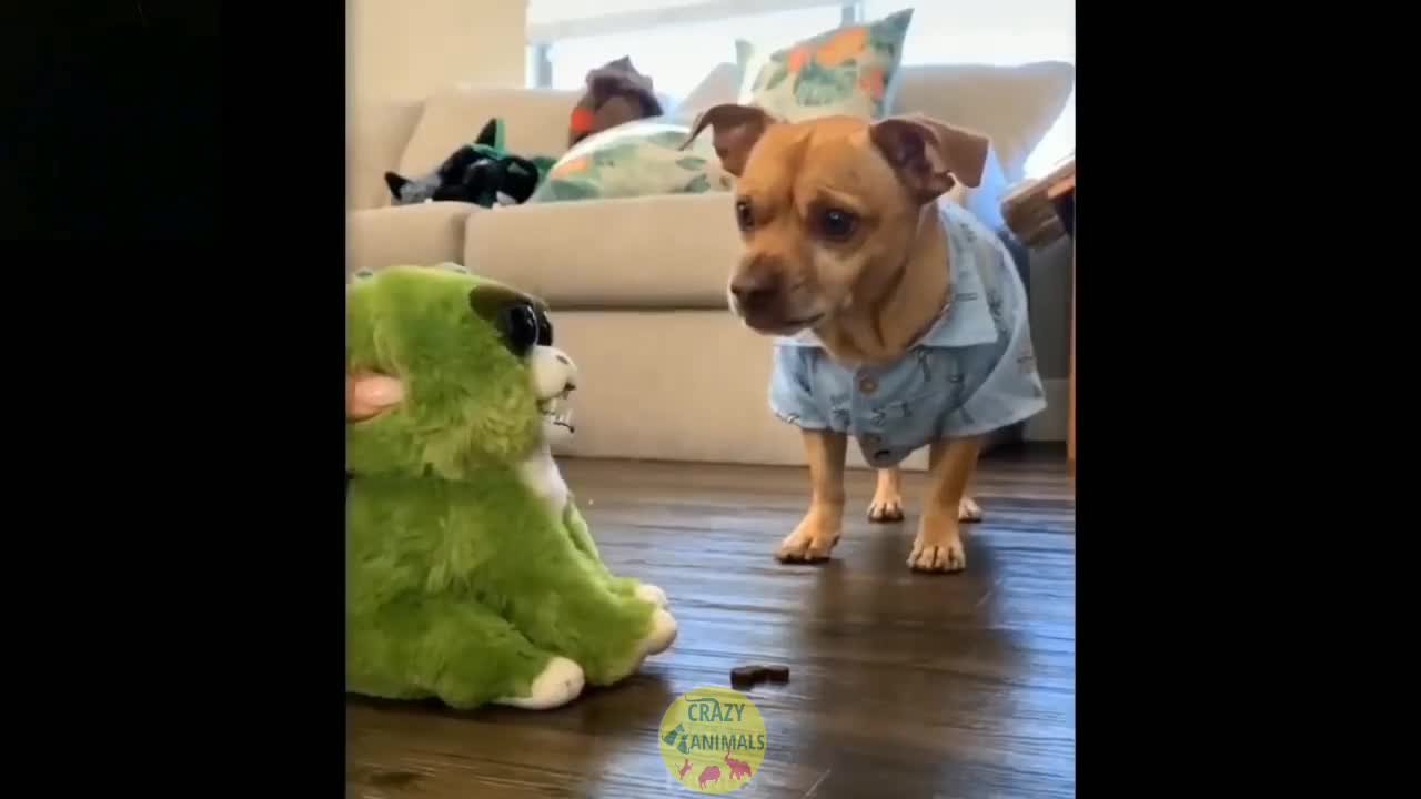 funny videos animals farting 🤫