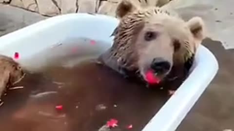 Don’t mind the grizzly bathing in our tub 🤣