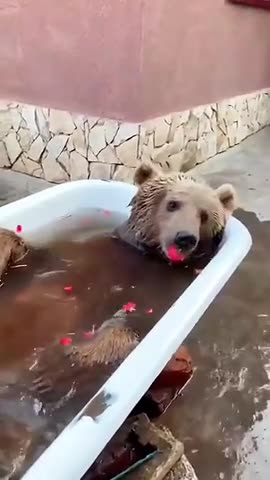 Don’t mind the grizzly bathing in our tub 🤣