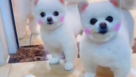 The Cute dogs |beautiful dogs |handsome dogs