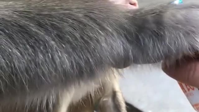 Cute little monkey is breastfeeding