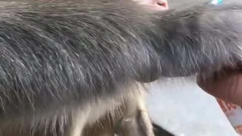 Cute little monkey is breastfeeding