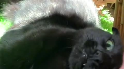 3 Ways To Win Your Cat's Affection