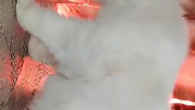Lovely cat