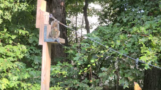 Squirrel eating upside down