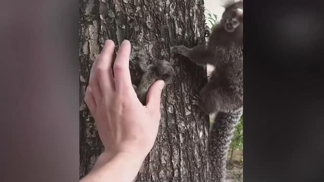 Baby Monkey Rescue