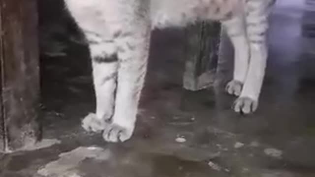 Hungry Cat Video