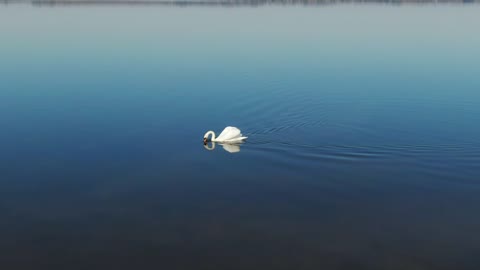 Swan swimming in a lake