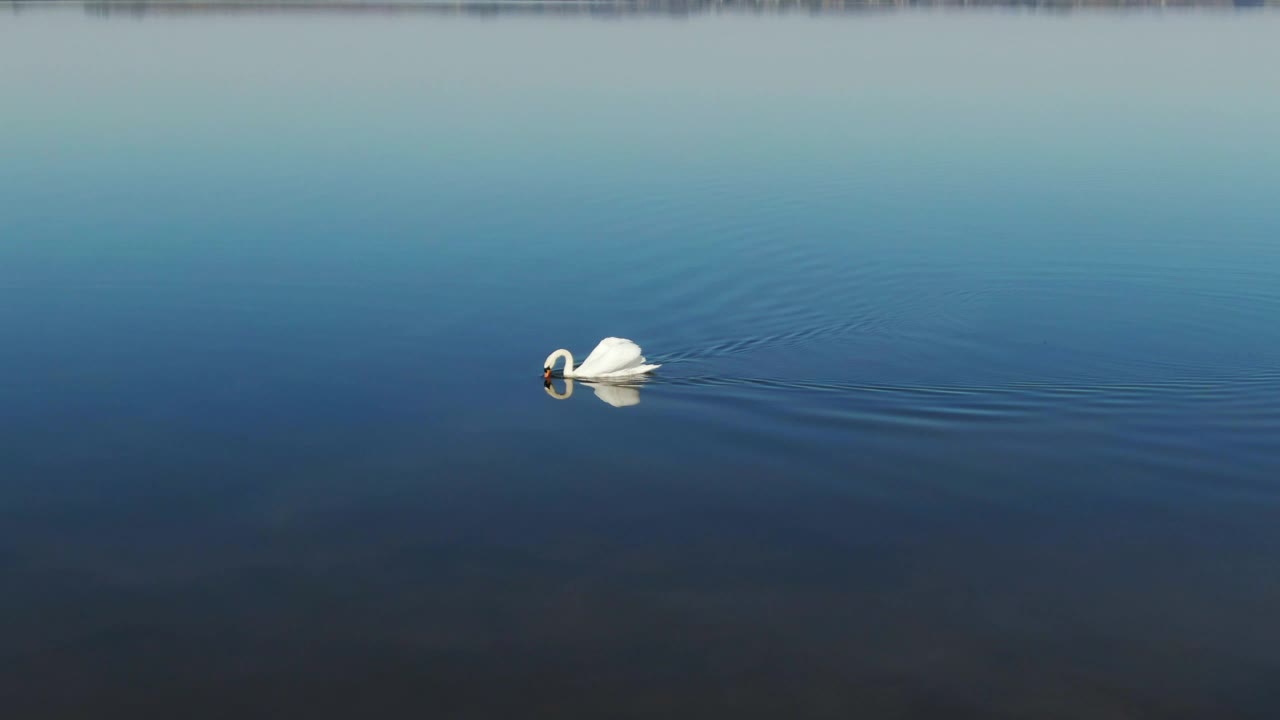 Swan swimming in a lake